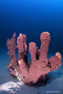 "Isolation" a lonely sponge taken at Tasik Ria House Reef... by Debi Henshaw 
